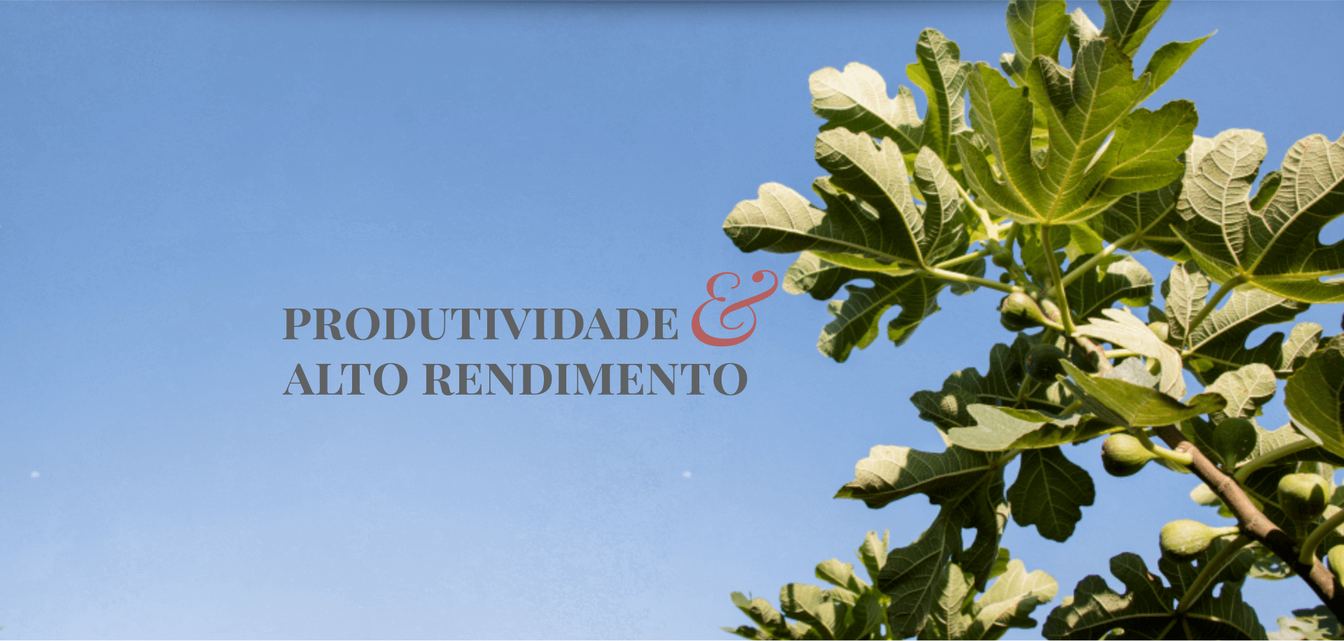 Produtividade e Alto Rendimento